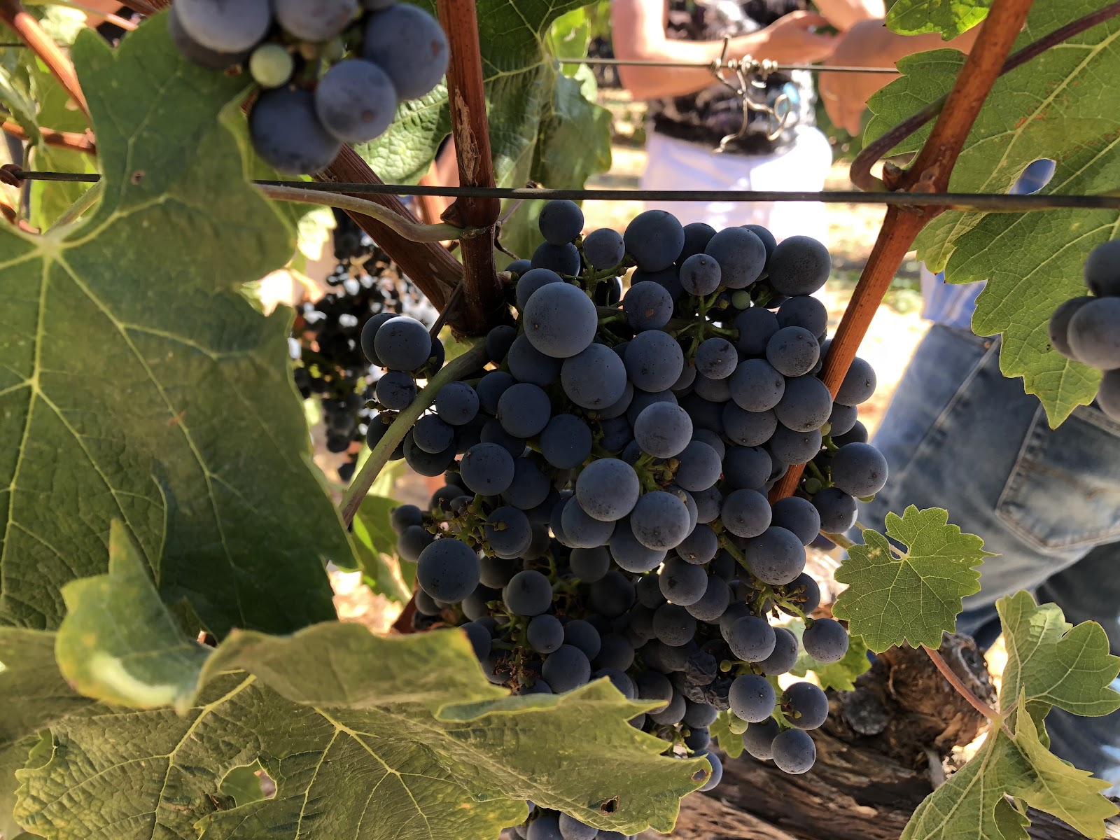 Goosecross Cellars photo 6