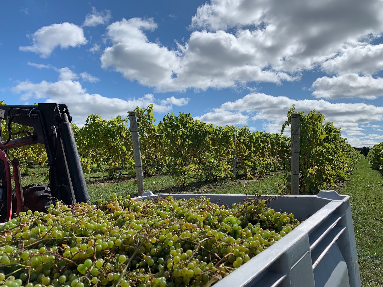 45 North Vineyard & Winery photo 6