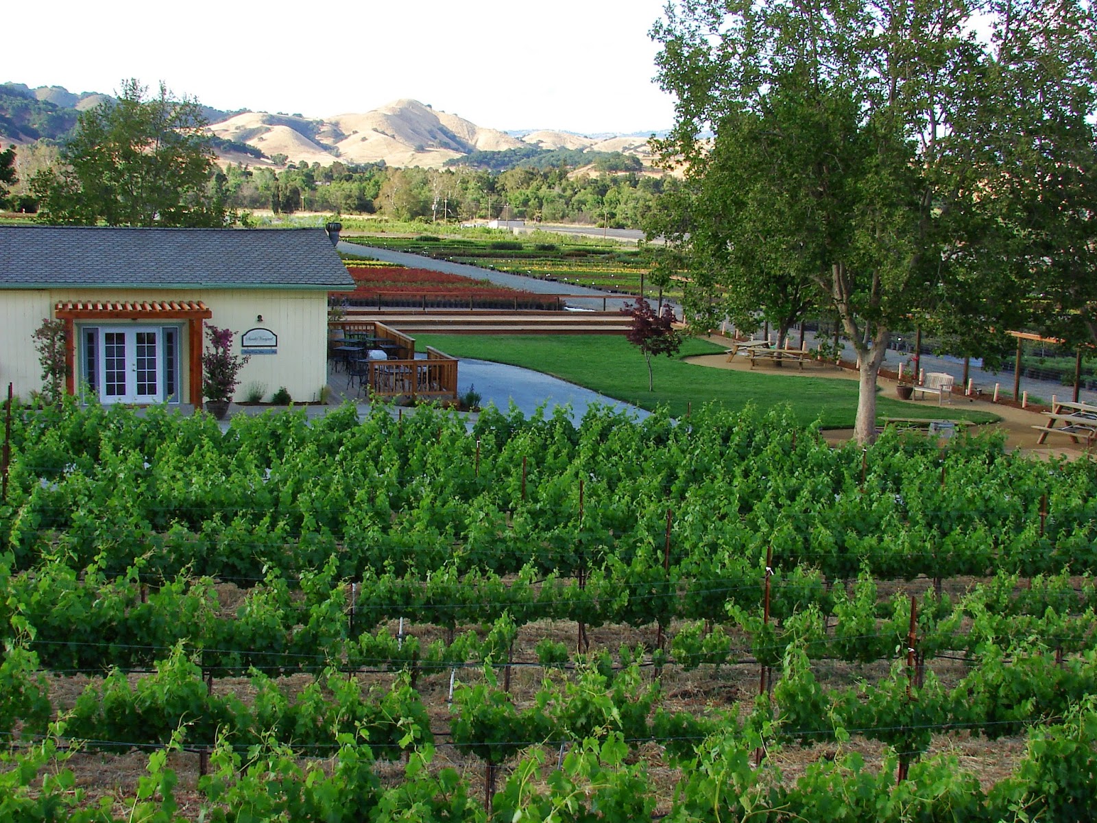 Sarah's Vineyard photo 1
