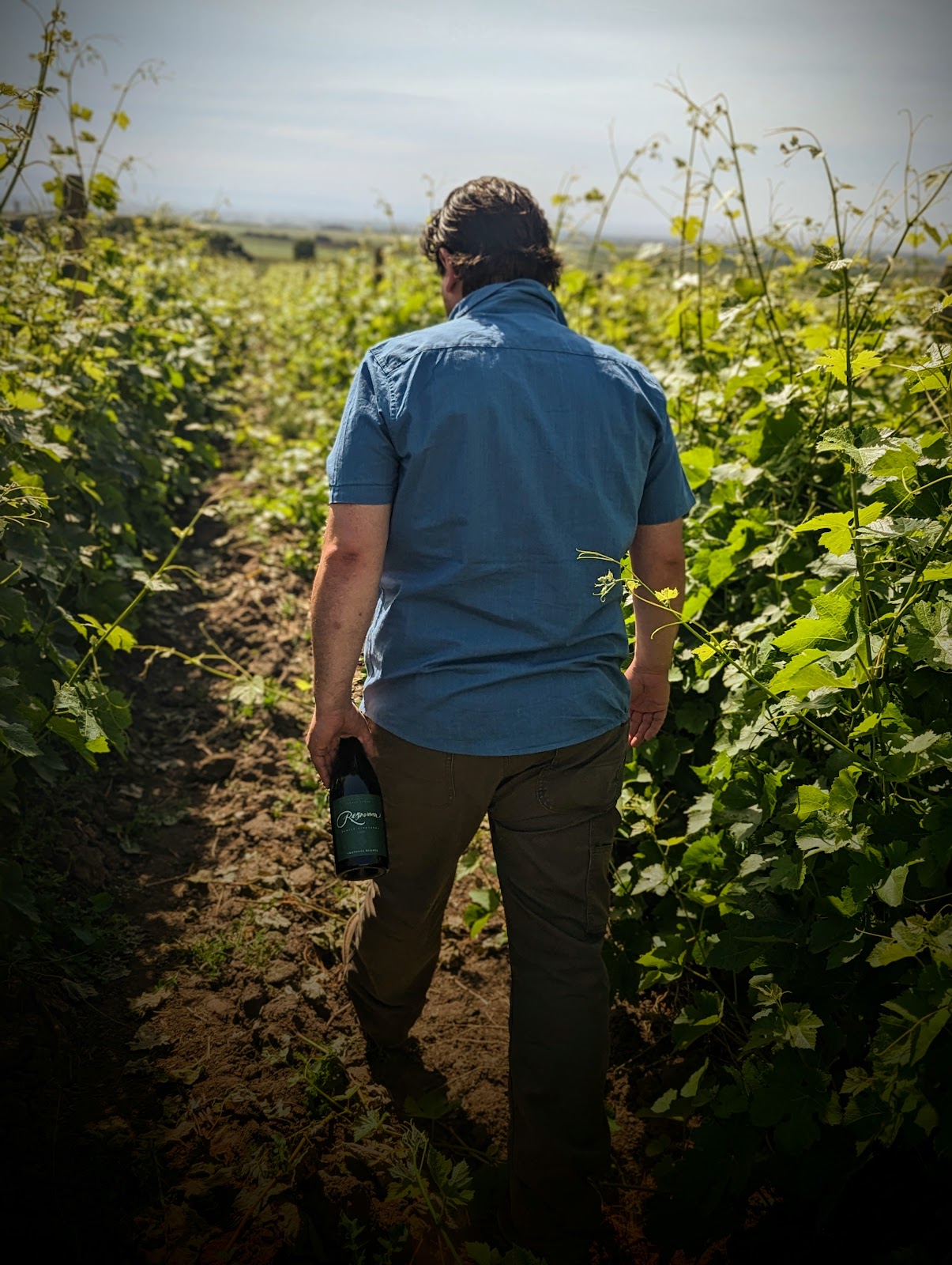 Reynvaan Family Vineyards photo 6