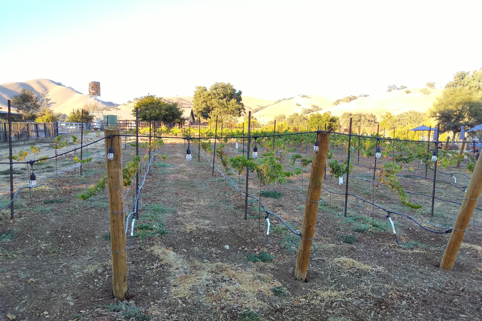 Calerrain Wines photo 5