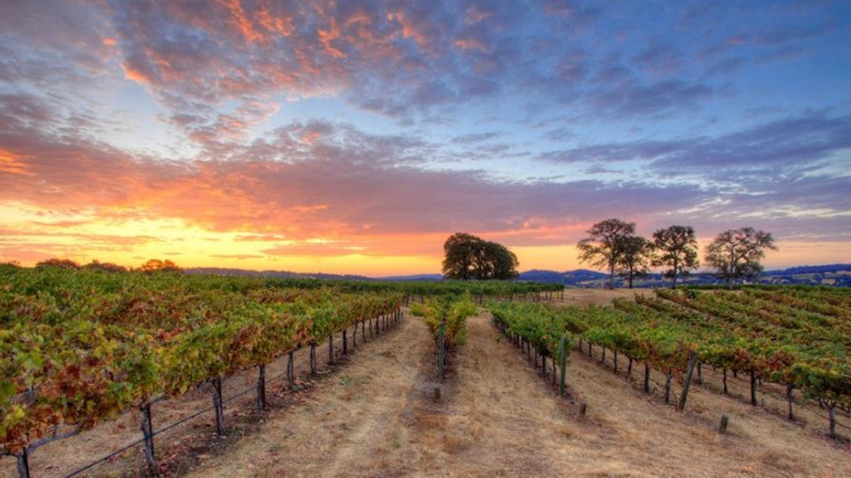 Naggiar Vineyards photo 1